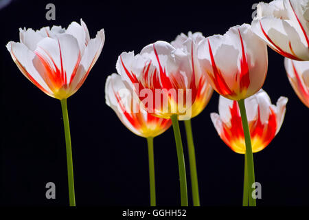 Tulip / Tulpe 'ice Follies" (tulipa Siebold.), Stockfoto