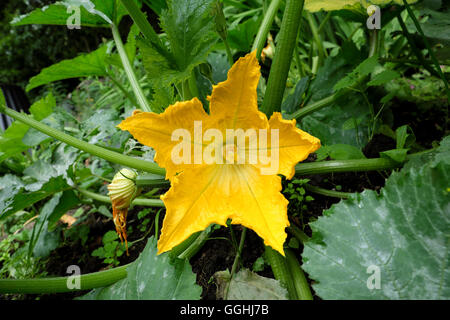 Zucchini-Blume wächst in einem Landschaftsgarten im Sommer 2016 in Carmarthenshire Wales UK KATHY DEWITT Stockfoto