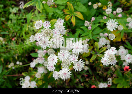 Astratia major, Großmasterwort weiß und rosa Blüten wachsen in einem Sommer August Garten Carmarthenshire Wales UK KATHY DEWITT Stockfoto