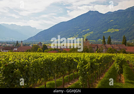 Blick über Weinberge Schloss Salenegg, Maienfeld, Alpenrhein, Rhein, Kanton Graubünden, Schweiz, Europa Stockfoto