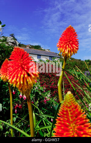 Kniphofia in einem Garten, Bryher, Isles of Scilly, Cornwall, England, Großbritannien Stockfoto