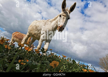 Das Donkey Sanctuary, Sidmouth, Devon, England, Großbritannien Stockfoto