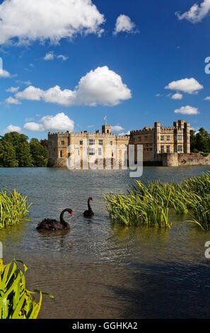 Schwarze Schwäne auf einem See, Leeds Castle, Maidstone, Kent, England, Großbritannien Stockfoto