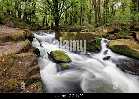 Fluss Fowey bei Golitha fällt National Nature Reserve, Traubeneichen Eichenwälder, Bodmin Moor, Cornwall, England, Großbritannien Stockfoto