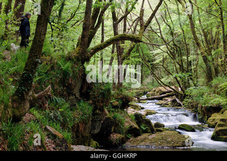 Fluss Fowey bei Golitha fällt National Nature Reserve, Traubeneichen Eichenwälder, Bodmin Moor, Cornwall, England, Großbritannien Stockfoto