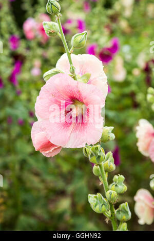 Eine beliebte Gartenpflanze, hübschen rosa Alcea oder Stockrosen blühen im Sommer hautnah Stockfoto