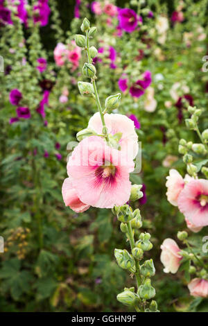 Eine beliebte Gartenpflanze, hübschen rosa Alcea oder Stockrosen, Nahaufnahme, Blüte im Sommer Stockfoto