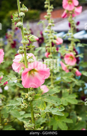 Eine beliebte Gartenpflanze, hübschen rosa Alcea oder Stockrosen blühen im Sommer hautnah Stockfoto