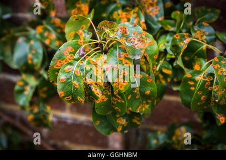 Pfirsich Blatt locken (Taphrina Deformans), eine Pilzerkrankung, wodurch verzerrte Blätter, so dass sie vorzeitig fallen Stockfoto