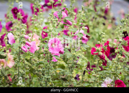 Eine beliebte Gartenpflanze, ziemlich rosa und lila Alcea oder Stockrosen blühen im Sommer Stockfoto