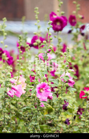 Eine beliebte Gartenpflanze, ziemlich rosa und lila Alcea oder Stockrosen blühen im Sommer Stockfoto