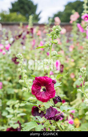 Eine beliebte Gartenpflanze, ziemlich lila und rosa Alcea oder Stockrosen blühen im Sommer Stockfoto