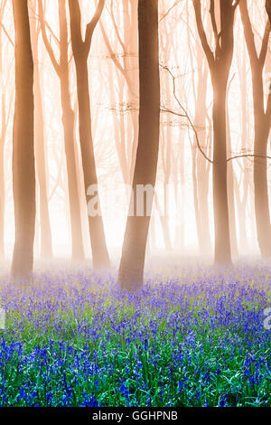 Bluebell Woods bei Sonnenaufgang. Stockfoto