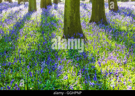 Bluebell Woods in der frühen Morgensonne. Stockfoto