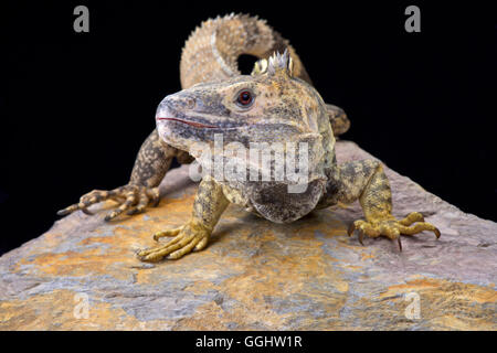 Mexikanische stacheligen-tailed Leguan (Ctenosaura Pectinata) Stockfoto