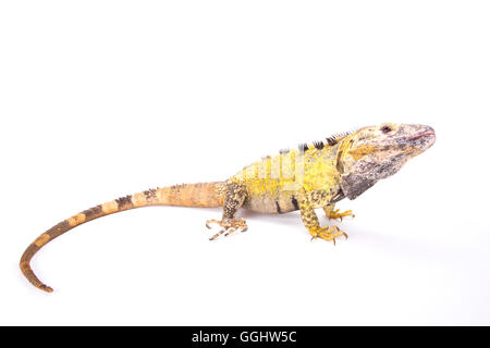 Mexikanische stacheligen-tailed Leguan (Ctenosaura Pectinata) Stockfoto