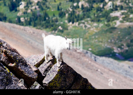 Bergziegen auf Mount Massive Colorado Stockfoto