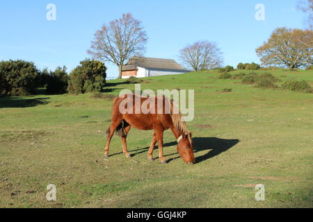 New Forest Pony in der Nähe von Lyndhurst, Hampshire Stockfoto