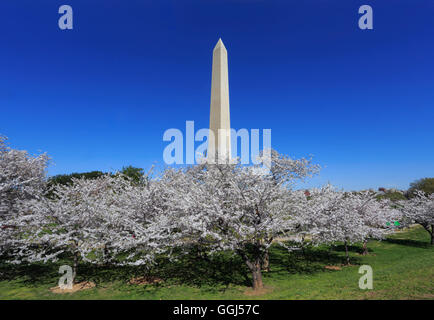 Das Washington Monument und Kirschbäume In voller Blüte an einem sonnigen Frühlingstag in Washington DC, USA Stockfoto