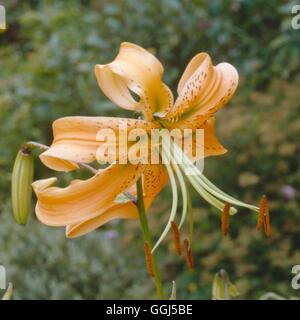 Lilium hinsichtlich AGM BUL063713 Stockfoto