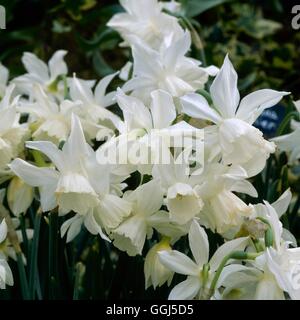 Narcissus - "Thalia" (Triandrus) BUL068971 Stockfoto