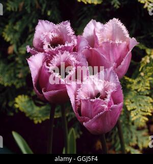 Tulipa - "Blue Heron" - (mit Fransen) BUL075422 Stockfoto