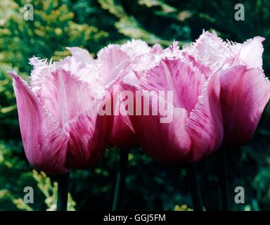 Tulipa - "Blue Heron" (mit Fransen) BUL076737 Stockfoto