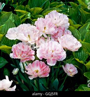 Tulipa - "Angelique" (Double spät) BUL076943 Stockfoto