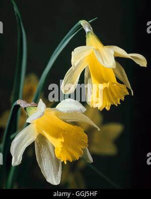 Narcissus Pseudonarcissus - 'Lobularis' BUL082367 Stockfoto