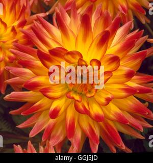 Dahlie - 'Überbrücken Ansicht Aloha' - (mittlere semi-Kaktus) BUL085006 Stockfoto