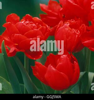 Tulipa - "Stockholm" AGM - (Double früh) BUL089331 Stockfoto