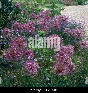 Allium Christophii AGM - bei Beth Chatto Gardens BUL090091 Stockfoto