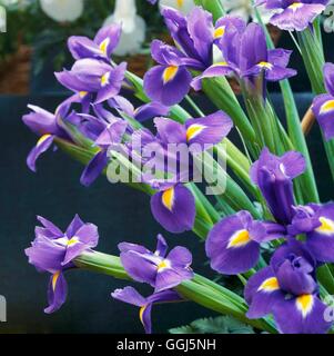 Iris - 'Blue Magic' (Niederländisch) BUL095820 Stockfoto