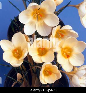 Crocus Chrysanthus - 'Cream Beauty' AGM BUL095912 Stockfoto