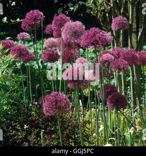 Allium Hollandicum - 'Purple Sensation' AGM BUL098673 Stockfoto