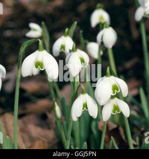 Galanthus - 'Hippolyta' BUL099618 Stockfoto