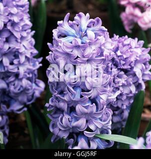 Hyacinthus Orientalis - "Delfter Blau" BUL101021 Stockfoto