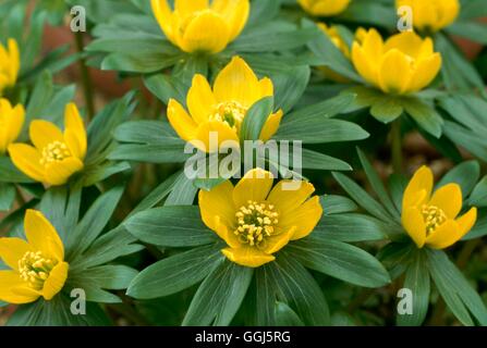 Eranthis Hyemalis - Cilicica-Gruppe BUL101022 Stockfoto