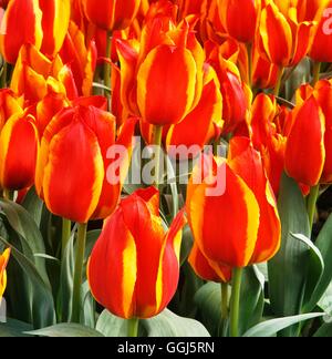 Tulipa - "Schöne Überraschung" (Greigii) BUL101149 Stockfoto