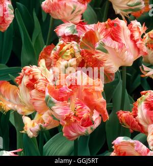 Tulipa - 'Apricot Parrot' AGM BUL101155 Stockfoto