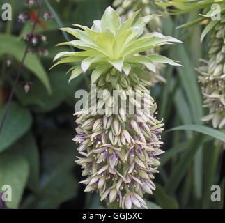 Eucomis bicolor AGM Datum: 06.09.2008 BUL108469 Stockfoto