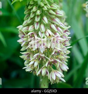 Eucomis bicolor AGM BUL108470 Stockfoto