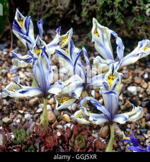 Iris - 'Katherine Hodgkin' AGM-(Reticulata) BUL109931 Stockfoto