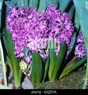 Hyacinthus - 'Purple Sensation' BUL110545 Stockfoto