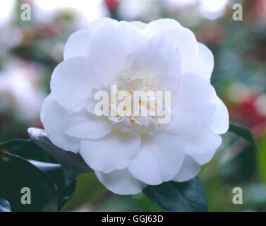 Camellia Japonica - 'Shiro Chan' CAM088514 Stockfoto