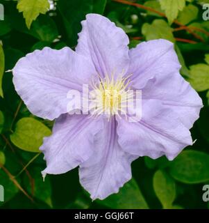 Clematis - "Willen Goodwin" AGM CLE014804 Stockfoto