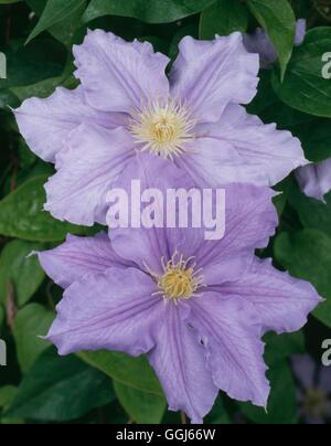 Clematis - "Willen Goodwin" AGM CLE014805 Stockfoto