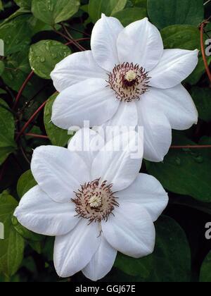 Clematis - "Miss Bateman" Stockfoto