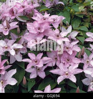 Clematis - "Hagley Hybrid" CLE042302 Stockfoto