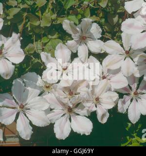 Clematis - "Jan Pawel II" - (Syn C. "Papst Johannes Paul II") CLE046328 /Photos Stockfoto